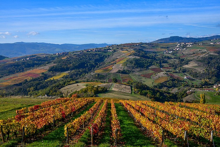 Beaujolais