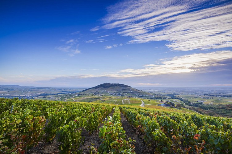 Vue sur le Mont Brouilly et les vignes du Beaujolais France