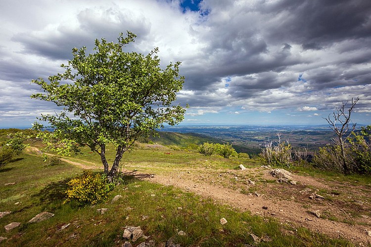 Landes du Beaujolais