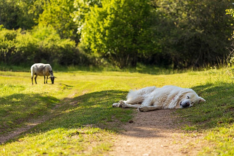 Patou et moutons des landess du Beaujolais -