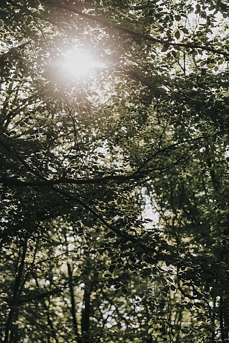 Wandeling in het bos