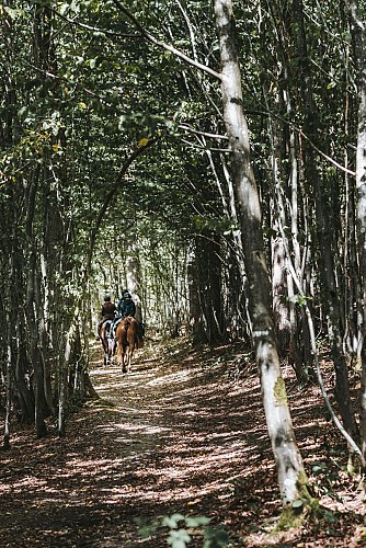 Riders in the woods in Froidchapelle