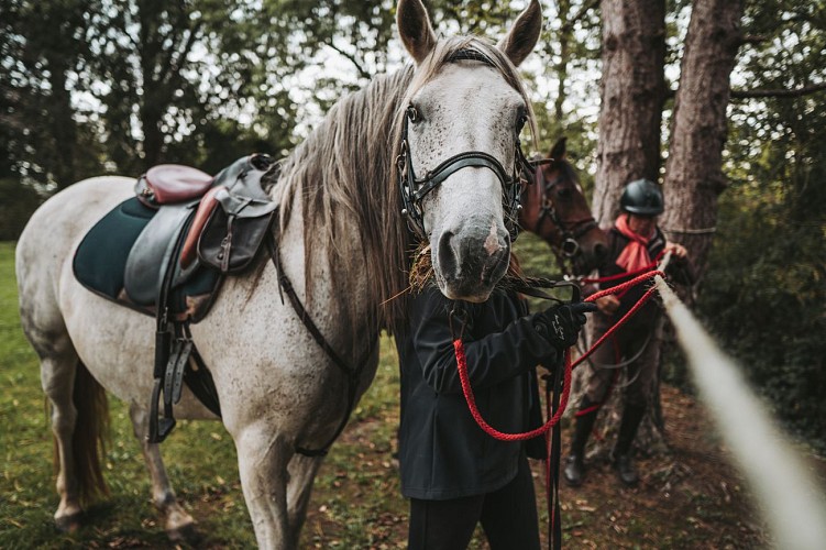 Horse in Froidchapelle