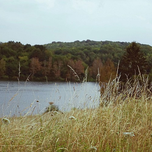 Flora along the lake in Froidchapelle