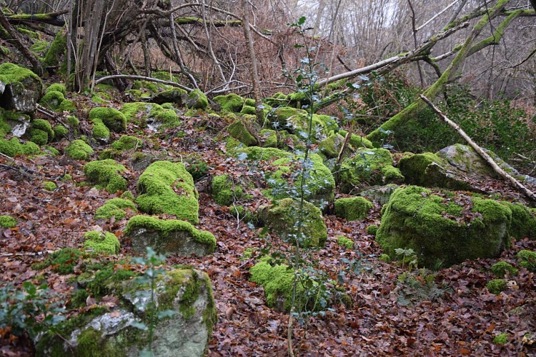 Fonds de Quarreux - rive droite