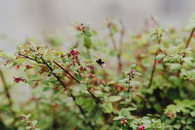 Faune et flore à Nalinnes