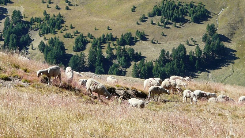 Col des Champs GR52A