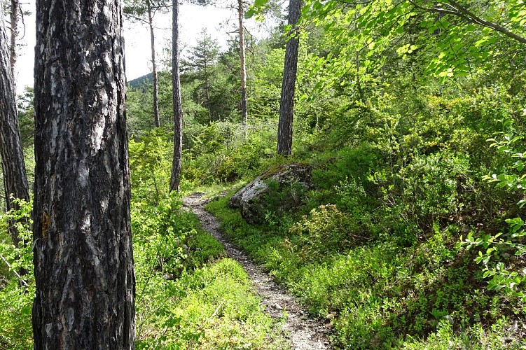 Le Seuil Saint André les Alpes