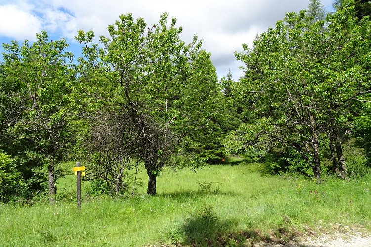 Le Seuil Saint André les Alpes