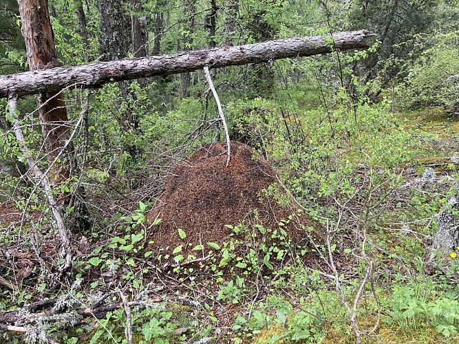 Layon - Château-Garnier