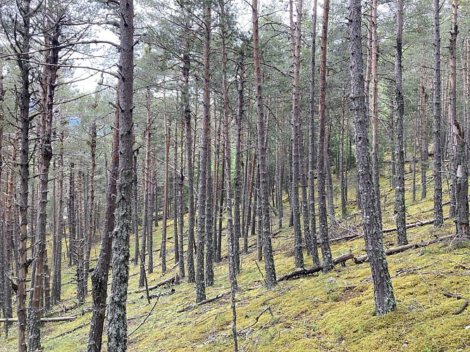Layon - Château-Garnier