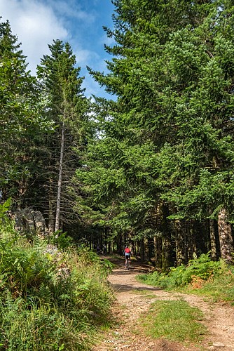 Forêt à la Guillermie