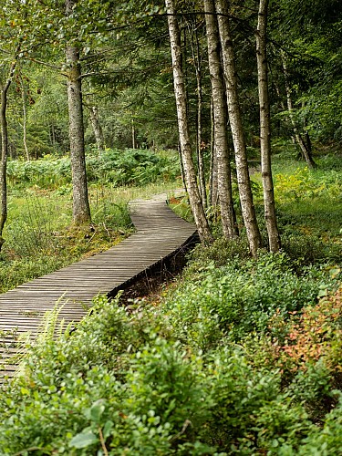La tourbière de la Nélie à Lavoine