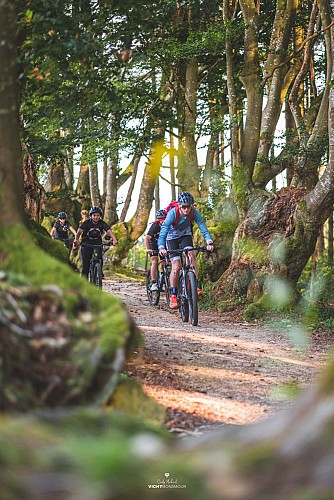 L'allée des géants à Saint-Nicolas-des-Biefs