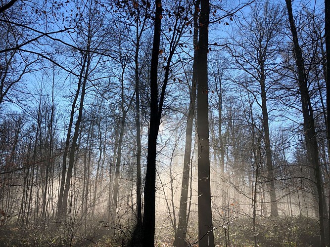 Forêt domaniale à Marche-les-Dames - Val et Oli