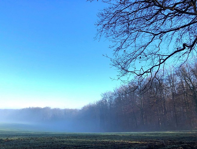 Forêt domaniale à Marche-les-Dames - Val et Oli