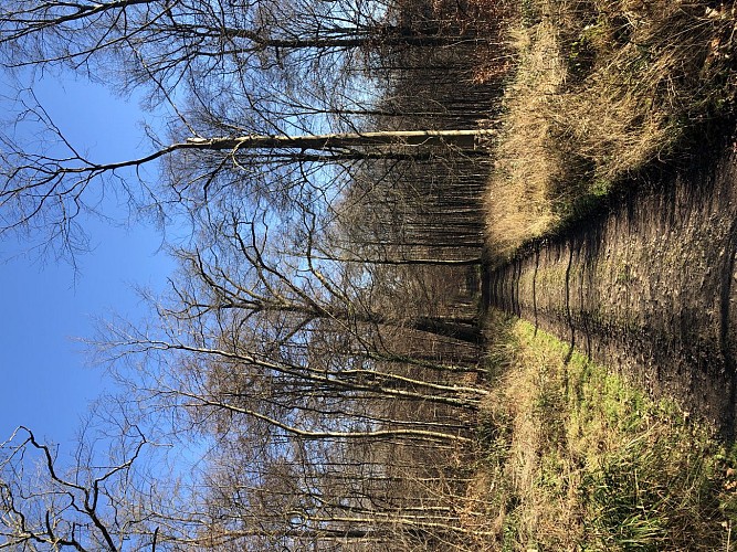 Forêt domaniale à Marche-les-Dames - Val et Oli