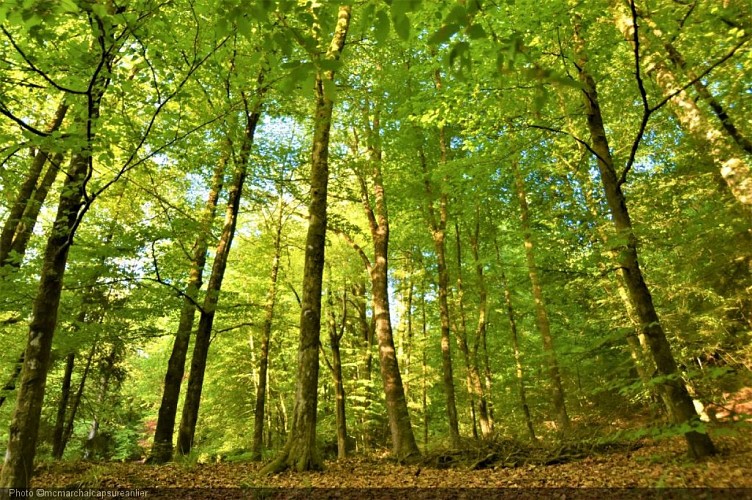 Forêt d'Anlier.JPG