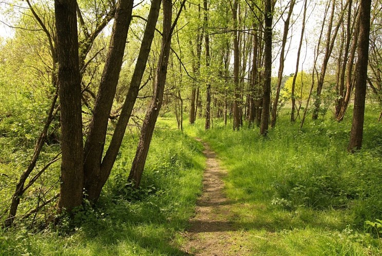 Fléron_Fond du loup et fond du Pucet_3_Y Duchateau