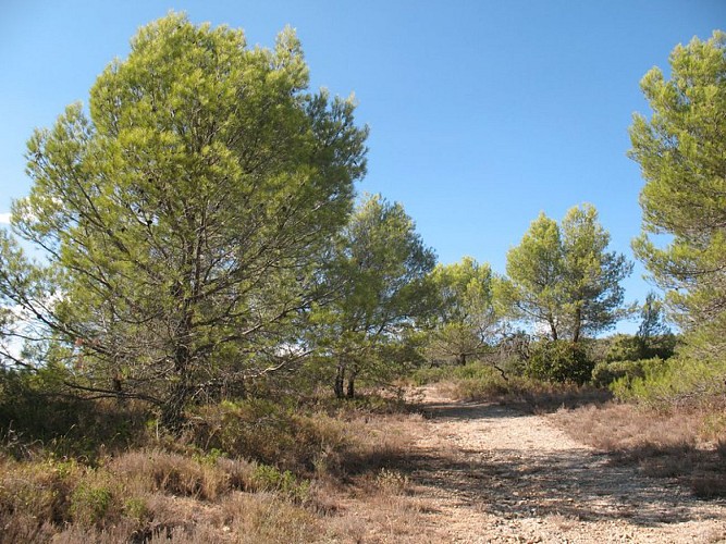 Sentier du Marbre - Boucle de Trausse