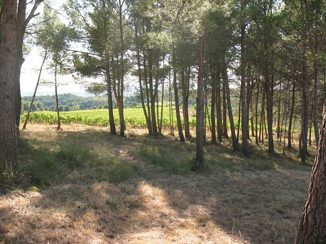 Sentier du Marbre - Boucle de Trausse