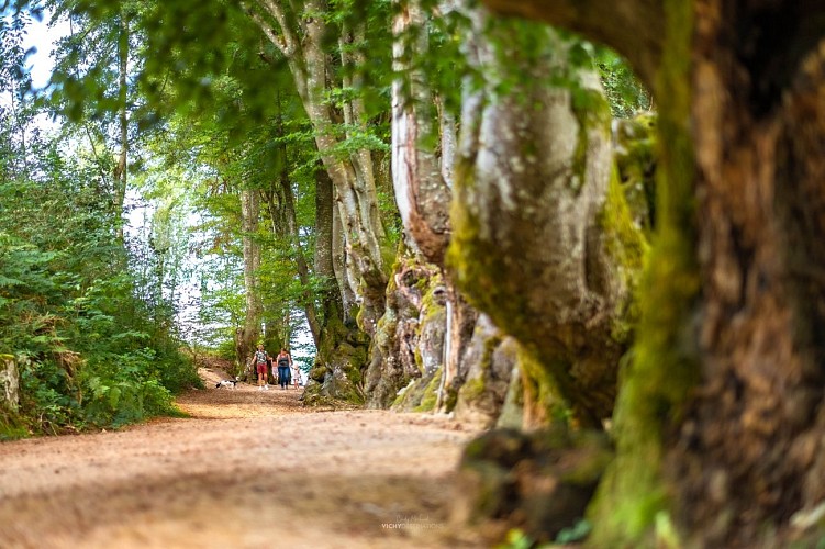 L'allée des géants à Saint-Nicolas-des-Biefs