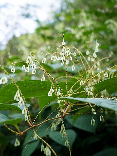 Autour du plan d'eau de Saint-Clément
