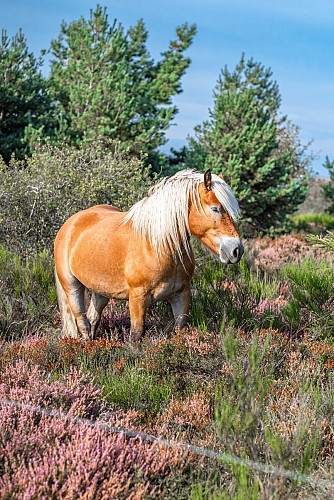 Cheval en Montagne bourbonnaise