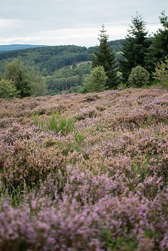 Le plateau de la Verrerie à Saint-Nicolas-des-Biefs