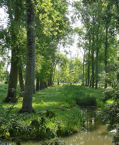 Randonnée pédestre dans le Marais poitevin  : " Les Vergnes" à Le Mazeau en Vendée