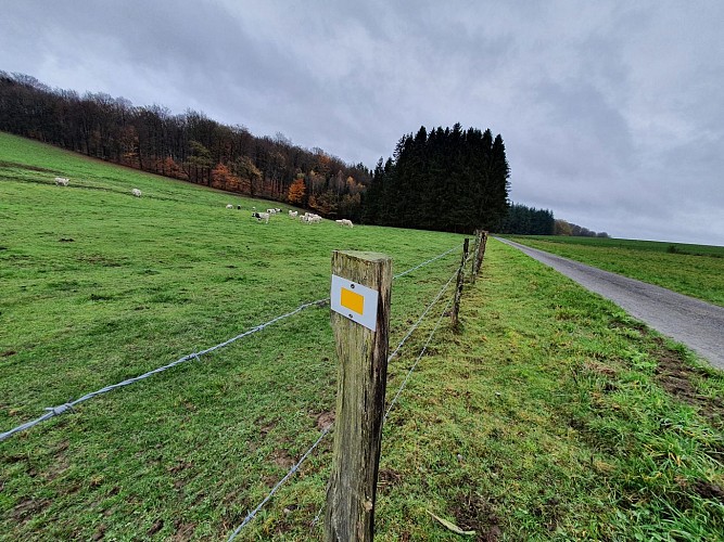 Fays Veneurs prom 13 Nov 20 A Villeval (8)