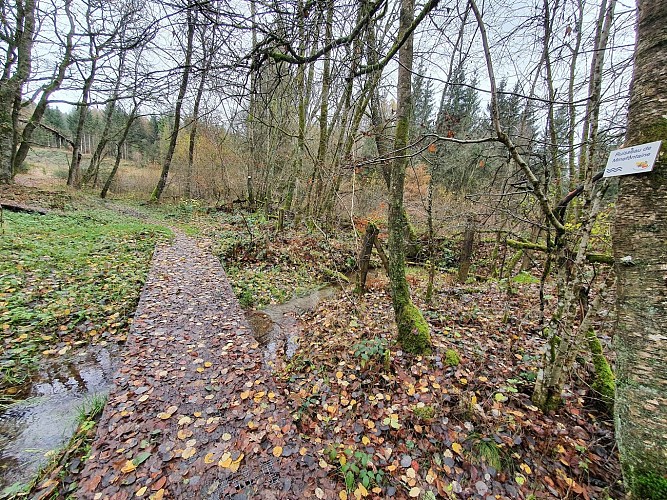 Fays Veneurs prom 13 paserelle Nov 20 A Villeval (15)