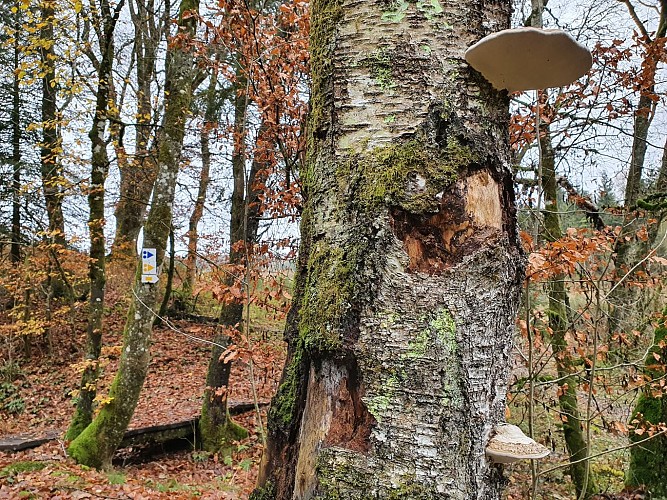 Fays Veneurs prom 13 paserelle Nov 20 A Villeval (14)