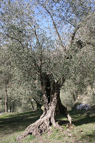 Walk in the olive trees at Notre Dame du Mont