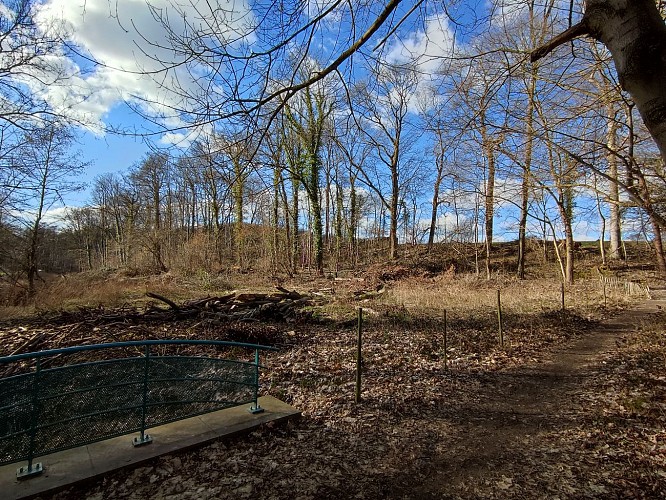 Bois de Raidit Bossière Amandine Couvreur (3)