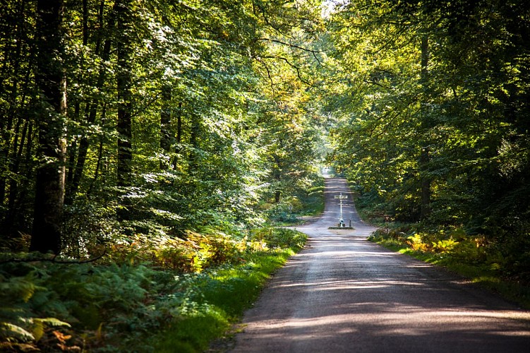 forêt_bercé©JP_BERLOSE