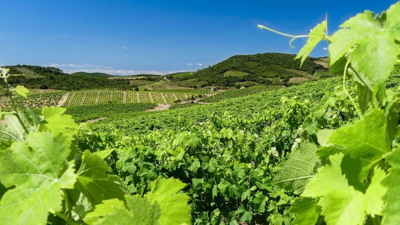 TOUR DU SAINT-CHINIAN AU FAUGÈRES -  GR® DE PAYS MINERVOIS, SAINT-CHINIAN, FAUGÈRES