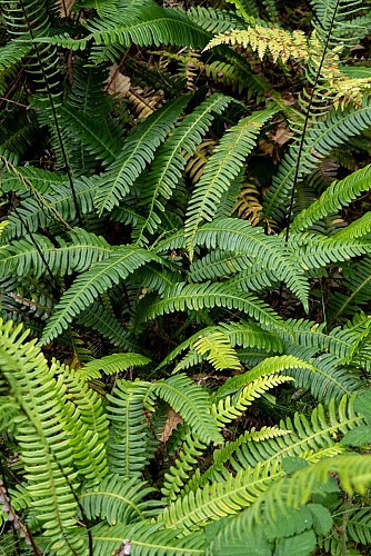 La flore au Montoncel