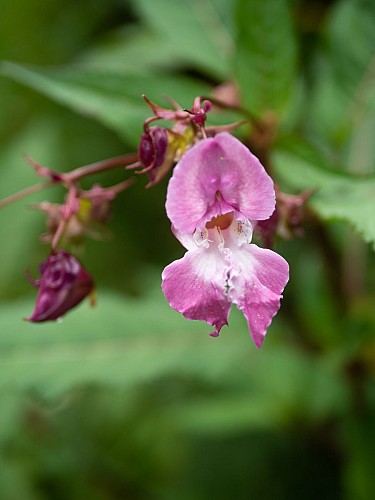 La flore du Montoncel