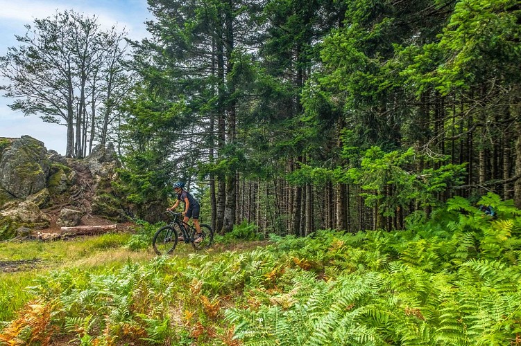 Circuit VTT n°34 à Lavoine