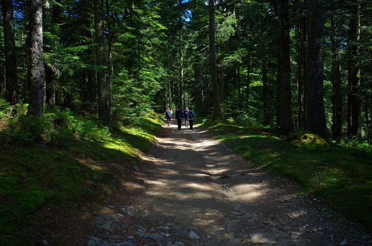 Bois Noirs à Lavoine