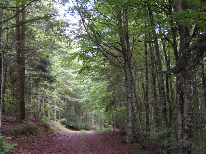 Forêt domaniale de l'Assise