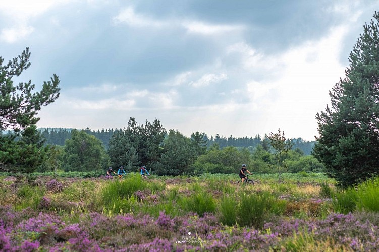 Tourbières au plateau de la Verrerie