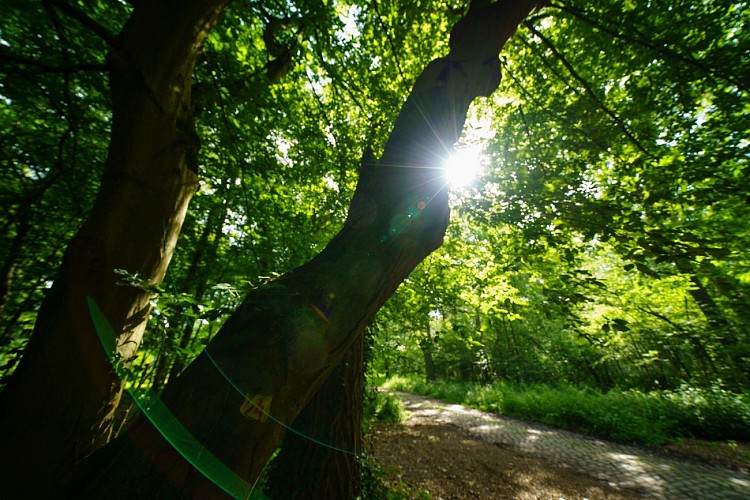 MTSO_BOIS_GRAND_LEEZ_JUIN2019_0018