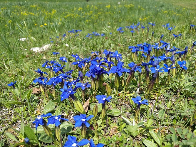 Retord sud : L'alpage