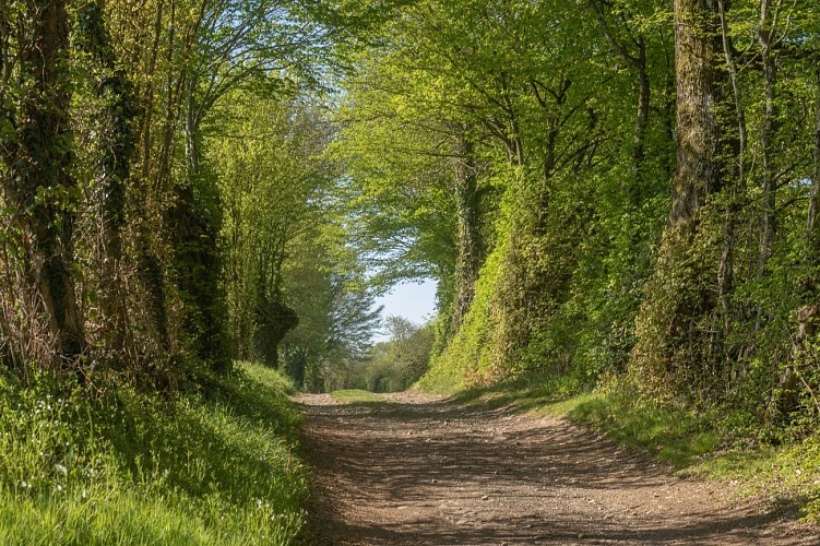 Rundgang durch den Wald von Chassagne in Chalamont