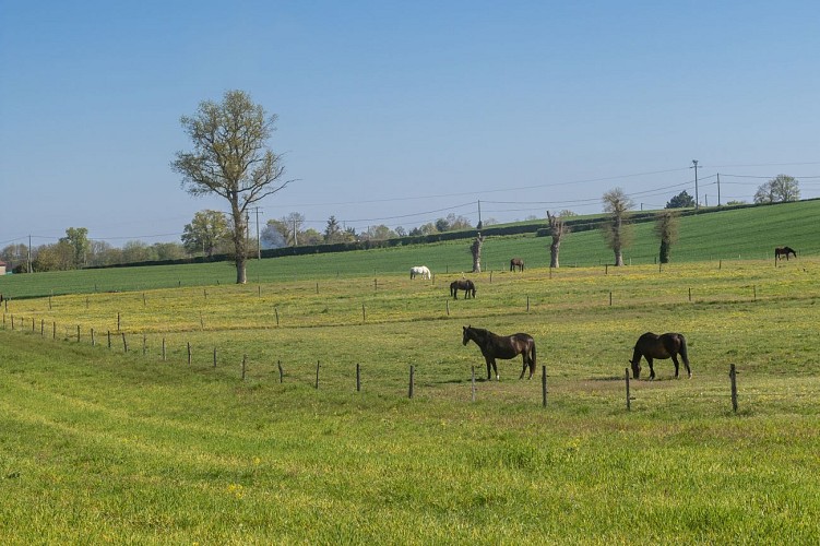 Rundgang durch den Wald von Chassagne in Chalamont