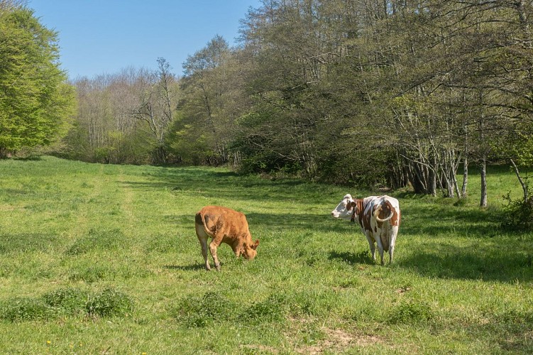 Rundgang durch den Wald von Chassagne in Chalamont