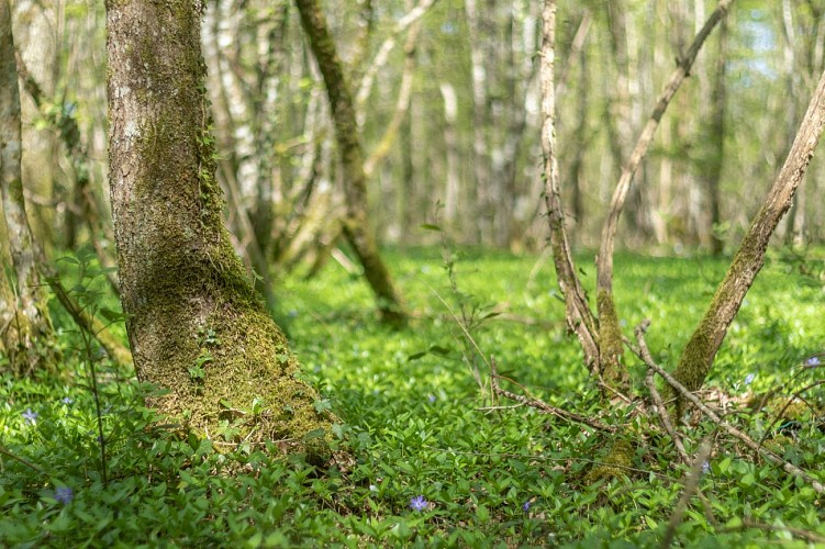 Rundgang durch den Wald von Chassagne in Chalamont