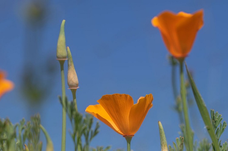 Coquelicots - Chalamont